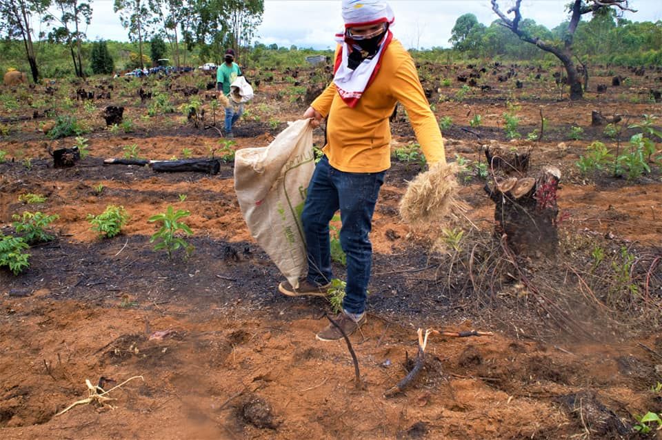 UA - Área de experiencia em Restauração via Semeadura Direta na RDS Nascentes Geraizeiras, Montezuma/MG