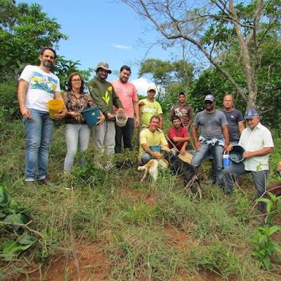 Reflorestamento Estância São Lucas
