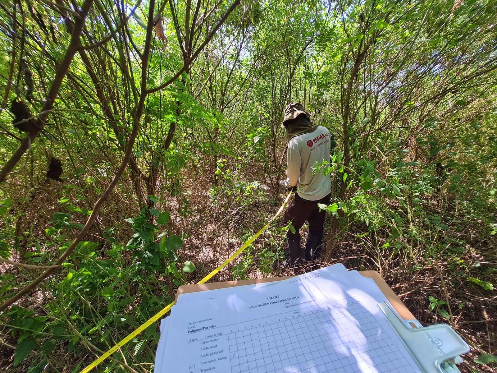 Iniciativa Caminhos da Semente lança Protocolo para Monitoramento Ecológico da Restauração Florestal