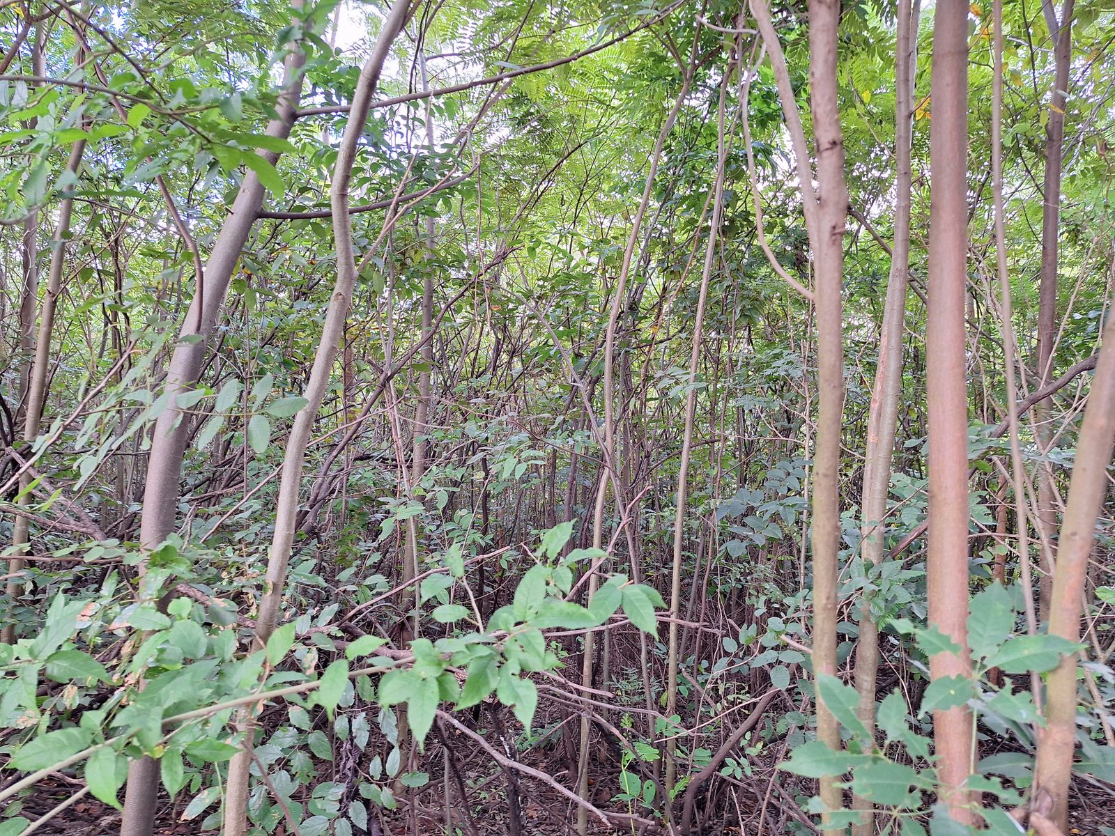 UA - Fazenda Jaguara, Fernandópolis/SP