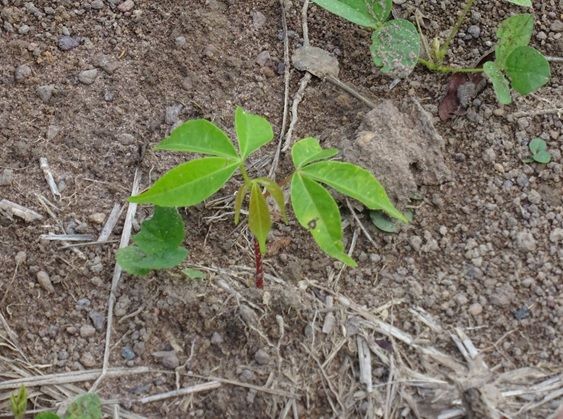 Estudo realizado pela Fundação Black Jaguar aponta benefícios ao aliar restauração e produção sustentável