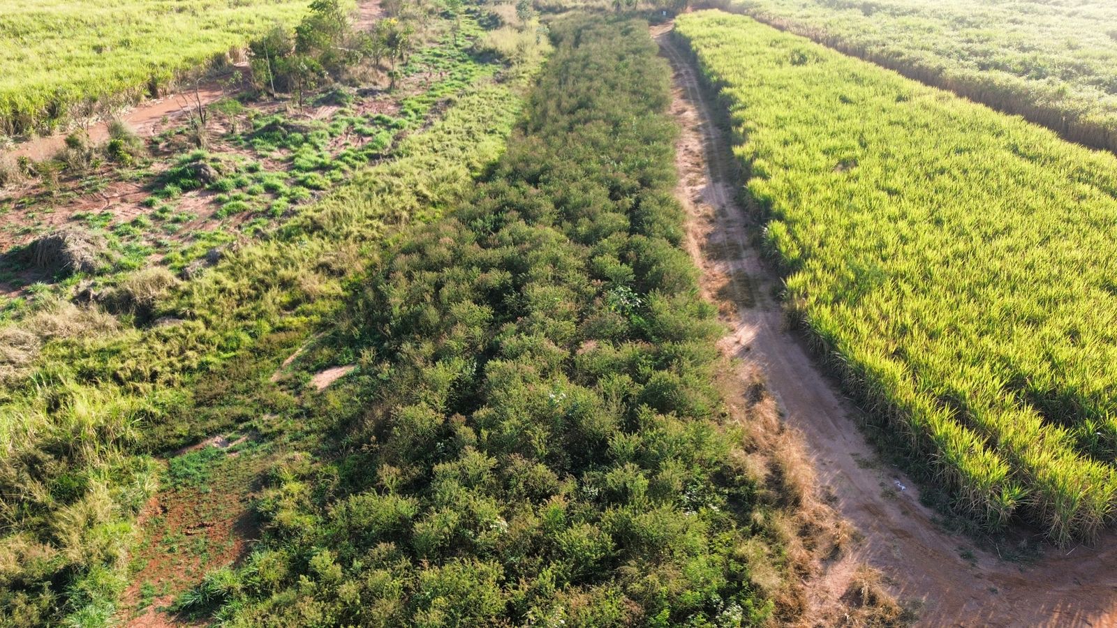 UA - Fazenda Cruz Alta, Olímpia/SP