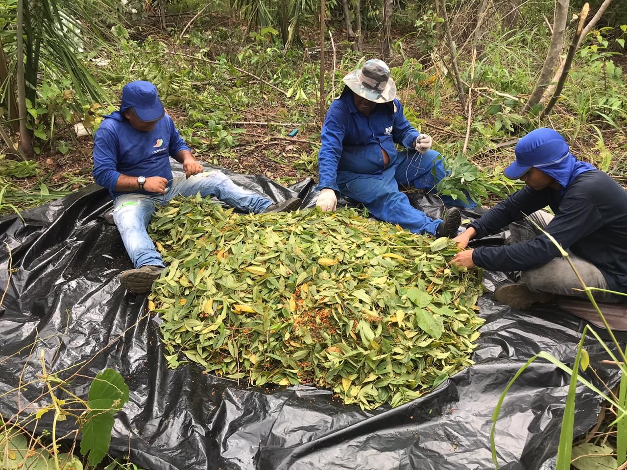 COOPPROJIRAU (Coleta de Sementes e Produção de Mudas Nativas Frutíferas e Florestais), Porto Velho/RO