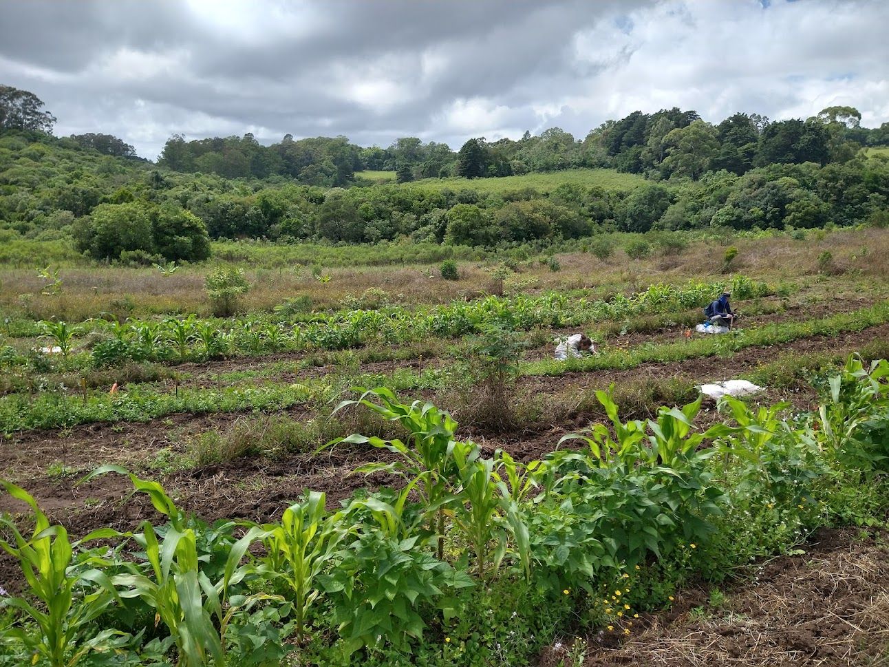 Embrapa Clima Temperado - Estação Experimental Cascata, Pelotas/RS