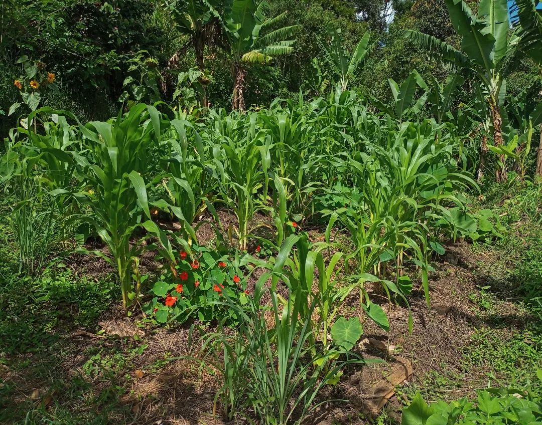 Livia Santiago Michel da Motta