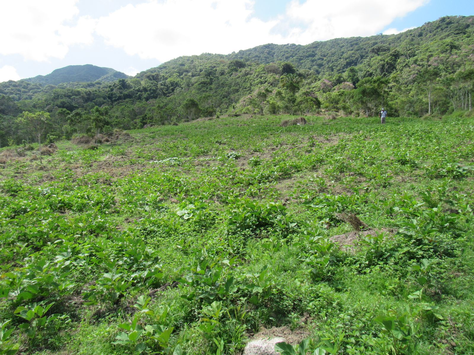UA - Parque Estadual do Rio Turvo, Cajati/SP