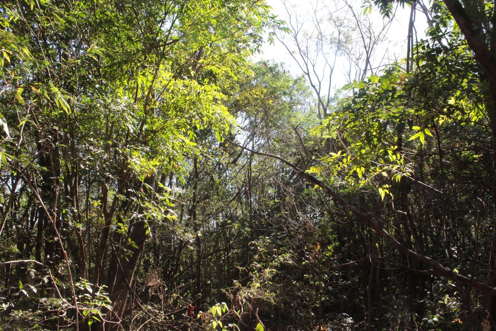 UA - Usina São João, Araras/SP