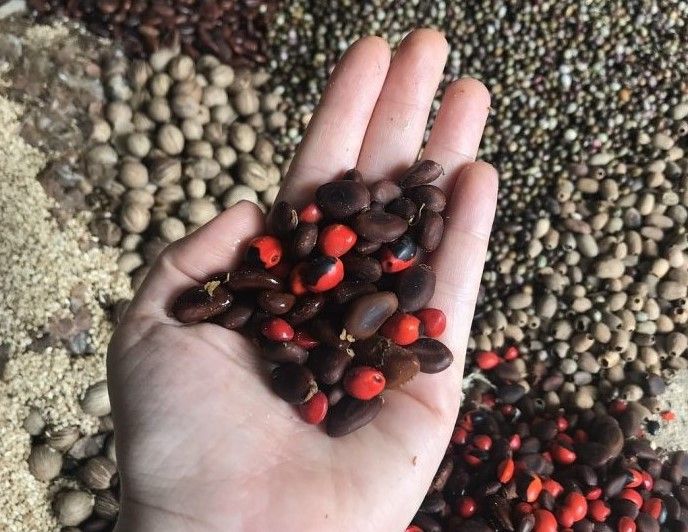 Iniciativa Caminhos da Semente lança lista de espécies para semeadura direta nos biomas Amazônia, Cerrado e Mata Atlântica