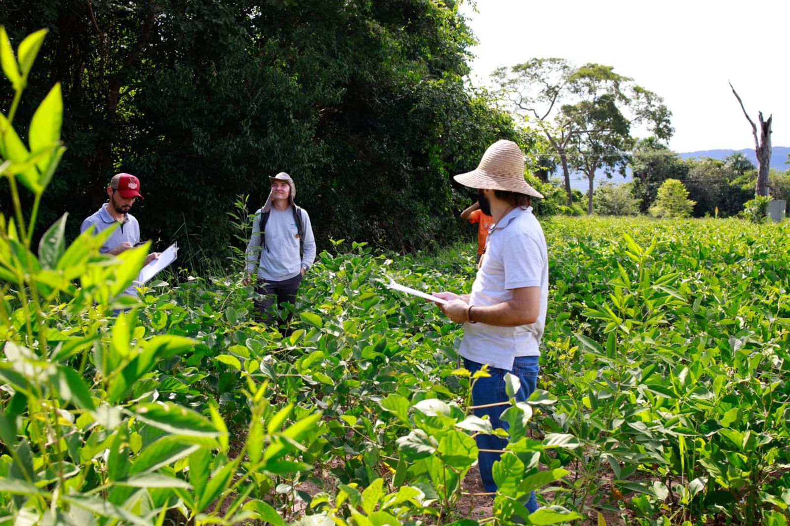 ATER Virtual assegura o apoio técnico na restauração com semeadura direta