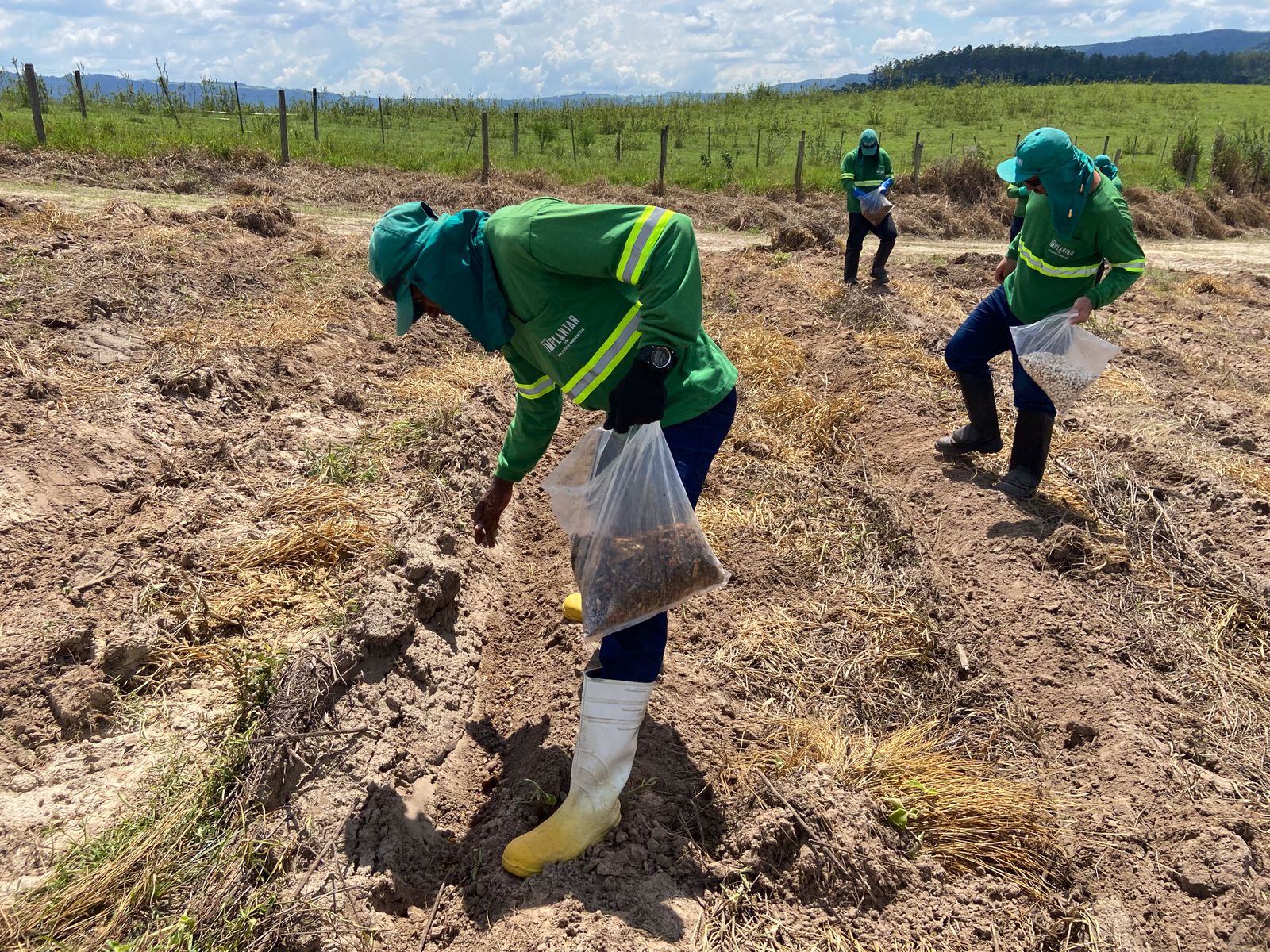 Ibama reconhece a semeadura direta como técnica para Projetos de Recuperação de Áreas Degradadas (PRAD)