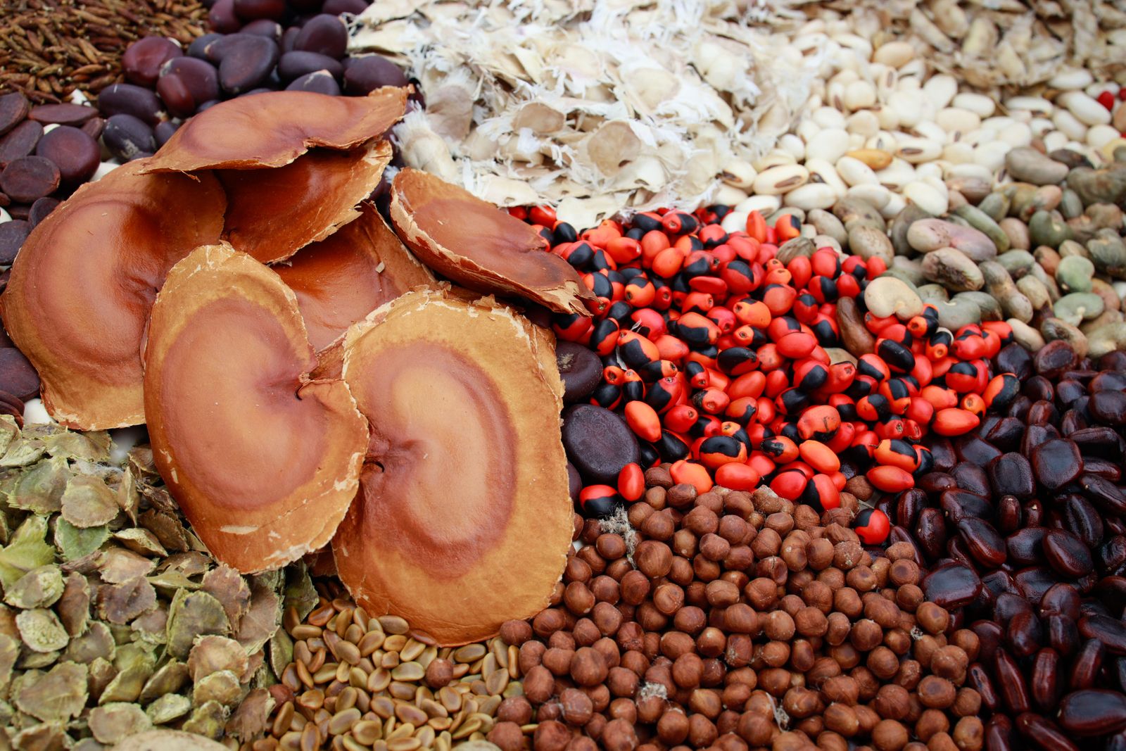  Semeadura Direta para Recomposição da Vegetação Nativa é tema de Curso EaD