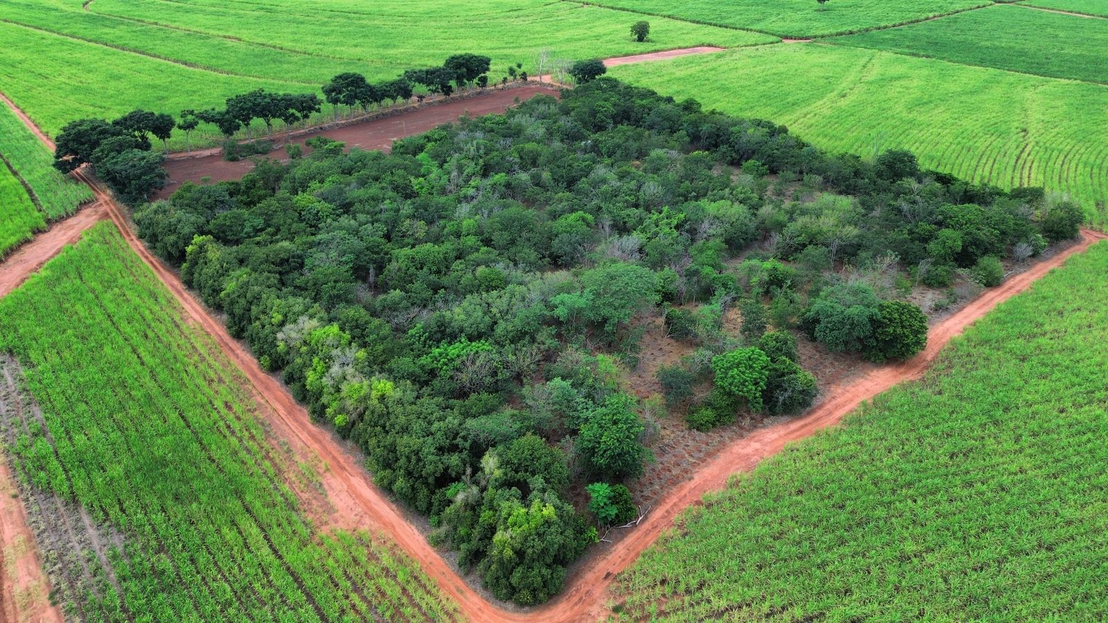 UA - Toca dos Gatos, Flora Rica/SP