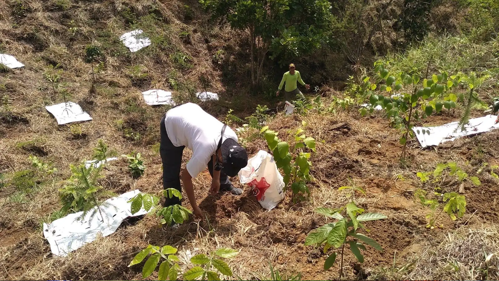 Mais árvores ganham vida na parceria do PAF com a Iniciativa Caminhos da Semente