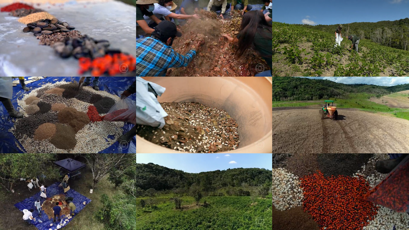 Restauração ecológica com sementes foi destaque no Globo Repórter
