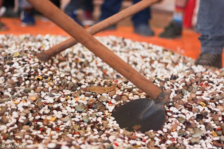 Recuperação de florestas em fazendas por meio de sementes